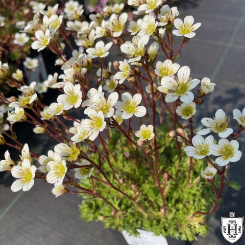 Saxifraga x arendsii 'Buttercream' - Arendsi kivirik 'Buttercream' P11/0,75L